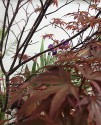 bare branches and red palmate leaves against a white wall; iris leaf spears and purple blossom peep between the branches