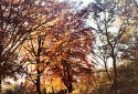 A view into the autumnal branches of deciduous trees leading to the river. The image is predominantly brown and gold