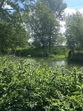 From a green tangle of cow parsley and nettles, a view across the relatively smooth river surface reflecting the greens and browns of the tangle of weeds, trees and grass on the other side.