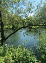 from the nettles and cow parsley, looking across the river to meadows, the view is interupted by the slim branch of a youngish willow. The rippling river surface reflects sky and greenery