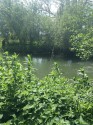 A very green image of trees, river and tall weeds, with glimpses of grass in the distance