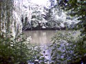 sunlight, white on pale green foliage, surrounds and reflects in the pale water of Kings Pond