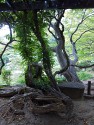 gnarled and twisted brown roots and bare eartyh make up the forground, green leaves and glimpses of water and sky make the background.