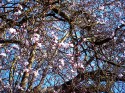 Looking up through a pink-blossoming cherry tree at blue sky