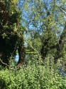 green and blue image, lots of nettles in the foreground, a multistemmed willow through which there are glimpses of blue sky, blue river and meadow.