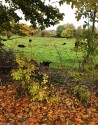 green meadow, golden leaves in the foreground, river invisible in the background, a black calf peering up at the camera